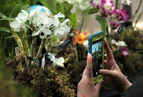 PHIL HOSSACK / WINNIPEG FREE PRESS Orchids - Ochid admirerers went all out with phones and cameras Friday morning as the Annual Orchid show opened at the Assiniboine Park Conservatory. The show runs all weekend. See Doug Spiers story - STAND-UP  MARCH 18, 2016