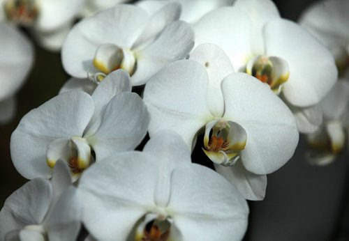 PHIL HOSSACK / WINNIPEG FREE PRESS Orchids - A spray of blooms put out their very best Friday morning as the Annual Orchid show opened at the Assiniboine Park Conservatory. The show runs all weekend. See Doug Spiers story - STAND-UP  MARCH 18, 2016