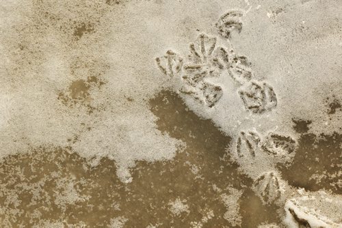 JOHN WOODS / WINNIPEG FREE PRESS Ice breaks up on the Assiniboine River in Winnipeg Sunday, March 20, 2016.