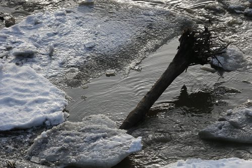 JOHN WOODS / WINNIPEG FREE PRESS Ice breaks up on the Assiniboine River in Winnipeg Sunday, March 20, 2016.