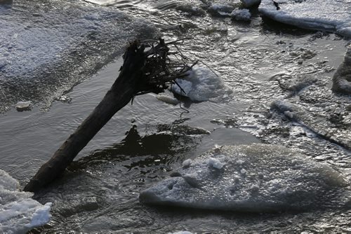 JOHN WOODS / WINNIPEG FREE PRESS Ice breaks up on the Assiniboine River in Winnipeg Sunday, March 20, 2016.