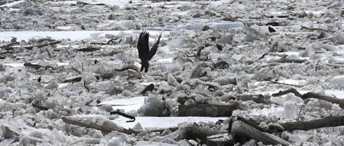 A Bald Eagle lifts off from a tree limb in the ice build up on the Red River just south of the Howard Pawley Bridge Tuesday.  March 22 2016