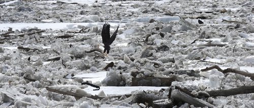 WAYNE GLOWACKI / WINNIPEG FREE PRESS  A Bald Eagle lifts off from a tree limb in the ice build up on the Red River just south of the Howard Pawley Bridge Tuesday.  March 22 2016