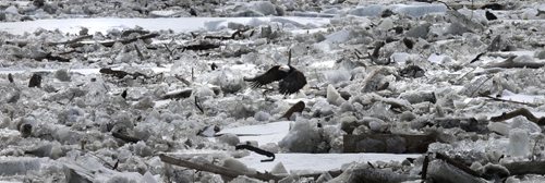 WAYNE GLOWACKI / WINNIPEG FREE PRESS   A Bald Eagle lifts off from a tree limb in the ice build up on the Red River just south of the Howard Pawley Bridge Tuesday.  March 22 2016