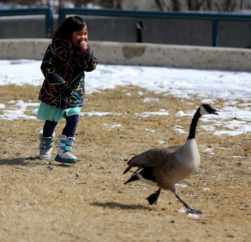 TREVOR HAGAN / WINNIPEG FREE PRESS Hailey Inglis, 4, playing with geese at The Forks, Saturday, March 26, 2016.