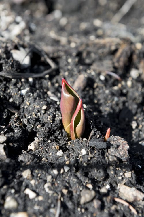 DAVID LIPNOWSKI / WINNIPEG FREE PRESS  Spring is starting to bloom at Assiniboine Park Saturday March 26, 2016.