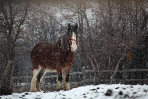 RUTH BONNEVILLE / WINNIPEG FREE PRESS  Unique Corral's clydesdale horses stand in the fresh snow inside their fenced yard Tuesday.   Standup weather shot.    April 05, 2016