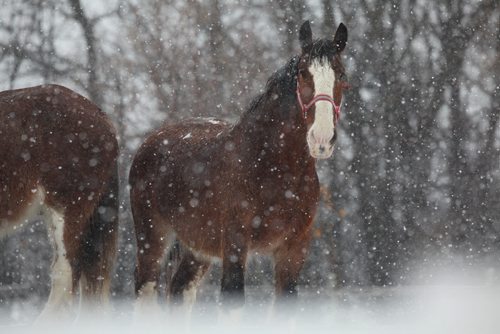 RUTH BONNEVILLE / WINNIPEG FREE PRESS  Unique Corral's clydesdale horses stand in the fresh snow inside their fenced yard Tuesday.   Standup weather shot.      April 05, 2016