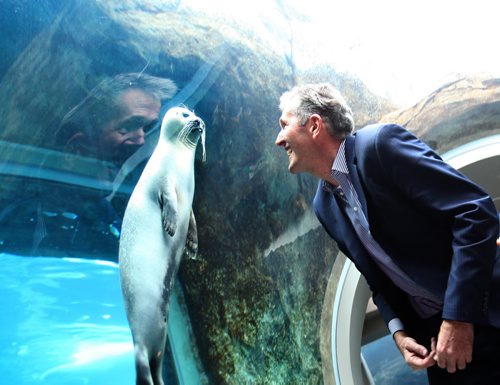 RUTH BONNEVILLE / WINNIPEG FREE PRESS  Manitoba PC leader Brian Pallister looks eye to eye with a seal in one of the tanks in the Journey to Churchill exhibit at the Assiniboin Park Zoo  after holding a press conference announcing new funding for Manitoba Tourism Wednesday.     April 06, 2016