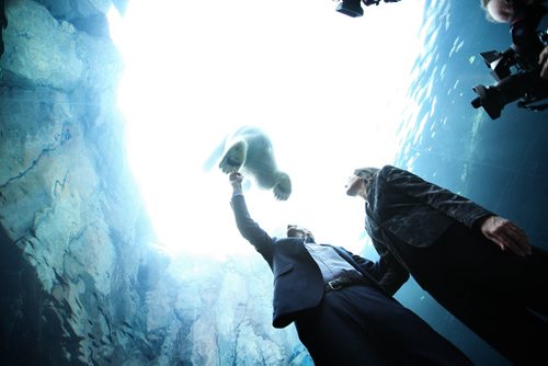 RUTH BONNEVILLE / WINNIPEG FREE PRESS  Manitoba PC leader Brian Pallister with his wife Esther, reaches up at a Polo Bear swimming around them in the Journey to Churchill exhibit at the Assiniboin Park Zoo Wednesday after holding a press conference announcing new funding for Manitoba Tourism.   April 06, 2016