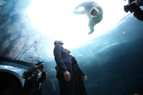 RUTH BONNEVILLE / WINNIPEG FREE PRESS  Manitoba PC leader Brian Pallister and his wife Esther look up at a Polo Bear swimming around them in the Journey to Churchill exhibit at the Assiniboin Park Zoo Wednesday after holding a press conference announcing new funding for Manitoba Tourism.   April 06, 2016