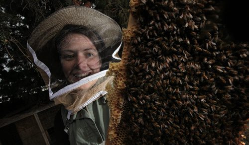 PHIL HOSSACK / WINNIPEG FREE PRESS Wearing a protective "Veil" Lindsay Kirouac poses with a frame full of newly awakened honeybees in one of their hives. See Dave Sanderson's story.  APRIL 12, 2016