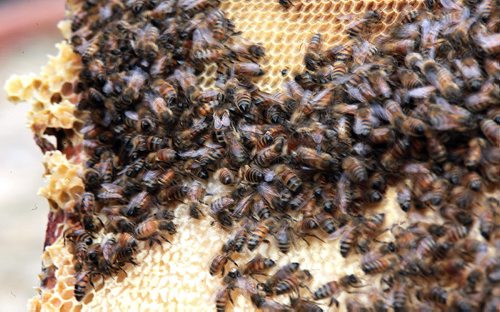 PHIL HOSSACK / WINNIPEG FREE PRESS Honey Bees move over a newly opened frame in a hive owned by Chris and Lindsay Kirouac. See Dave Sanderson's story.  APRIL 12, 2016