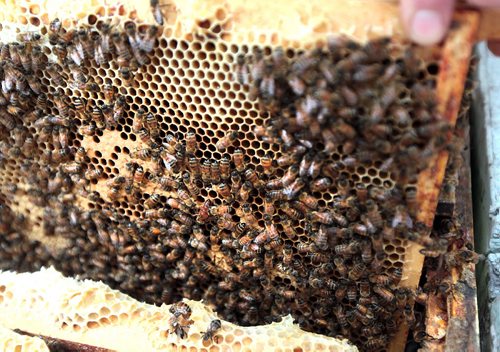 PHIL HOSSACK / WINNIPEG FREE PRESS HoneyBees move over a newly opened frame in a hive owned by Chris and Lindsay Kirouac. See Dave Sanderson's story.  APRIL 12, 2016