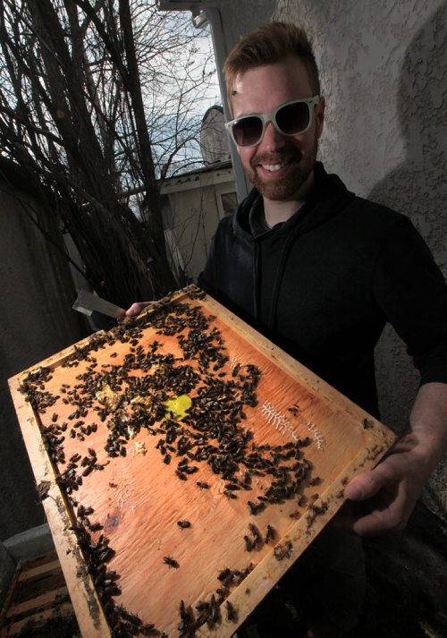 PHIL HOSSACK / WINNIPEG FREE PRESS HoneyBees move over a newly lid of a hive Chris Kirouac is pleased to uncover a healthy hive after the winter. See Dave Sanderson's story.  APRIL 12, 2016