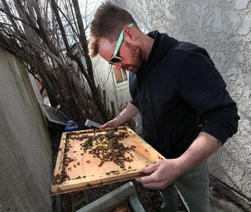 PHIL HOSSACK / WINNIPEG FREE PRESS Chris  Kirouac turns over the lid of a hive of honeybees finding a healthy and happy hive after the winter hibernation. See Dave Sanderson's story.  APRIL 12, 2016