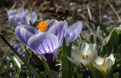 
WAYNE GLOWACKI / WINNIPEG FREE PRESS


Crocuses are in bloom in a Elmwood garden as spring has finally sprung again Wednesday in Winnipeg with daytime temperatures finally getting back into the double digits.   April 13  2016