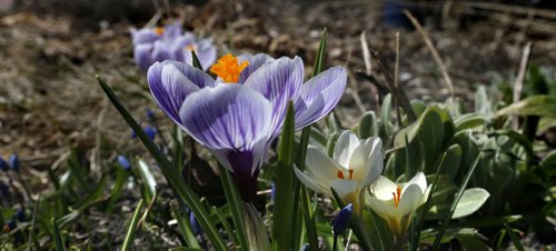 
WAYNE GLOWACKI / WINNIPEG FREE PRESS


Crocuses are in bloom in a  Elmwood garden as spring has finally sprung again Wednesday in Winnipeg with daytime temperatures finally getting back into the double digits.   April 13  2016