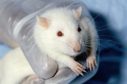 WIKIMEDIA  White lab rat