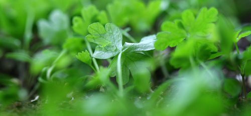 JOE BRYKSA / WINNIPEG FREE PRESS  Parsley growing at OraniX XOXO.(See 49.8 story)