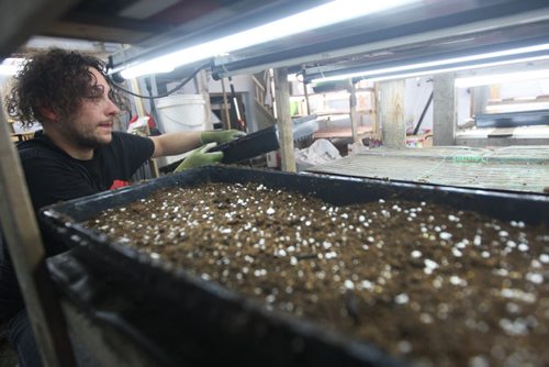 JOE BRYKSA / WINNIPEG FREE PRESS  Constantine Gamvrelis prepares his trays for planting at OraniX XOXO.(See 49.8 story)
