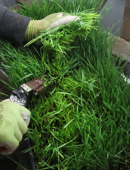 JOE BRYKSA / WINNIPEG FREE PRESS  Constantine Gamvrelis cuts Wheat grass at OraniX XOXO.(See 49.8 story)