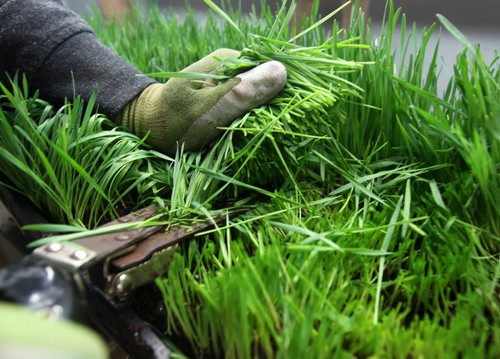 JOE BRYKSA / WINNIPEG FREE PRESS  Constantine Gamvrelis cuts Wheat grass at OraniX XOXO.(See 49.8 story)