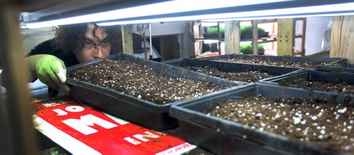 JOE BRYKSA / WINNIPEG FREE PRESS   Constantine Gamvrelis prepares plant trays at OraniX XOXO.(See 49.8 story)