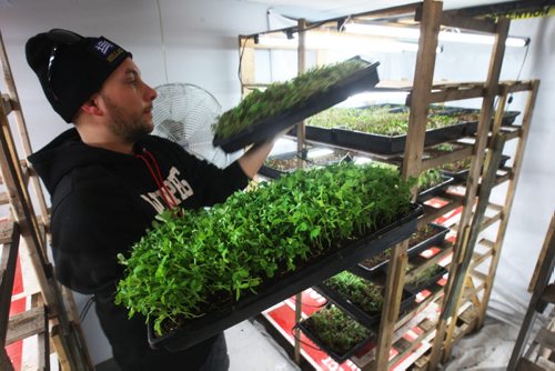 JOE BRYKSA / WINNIPEG FREE PRESS  Constantine Gamvrelis checks trays of sprouts at OraniX XOXO.(See 49.8 story)