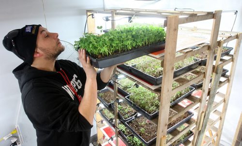 JOE BRYKSA / WINNIPEG FREE PRESS  Constantine Gamvrelis checks trays of sprouts at OraniX XOXO.(See 49.8 story)