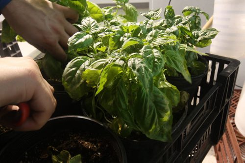 JOE BRYKSA / WINNIPEG FREE PRESS   Constantine Gamvrelis harvests basil at OraniX XOXO.(See 49.8 story)