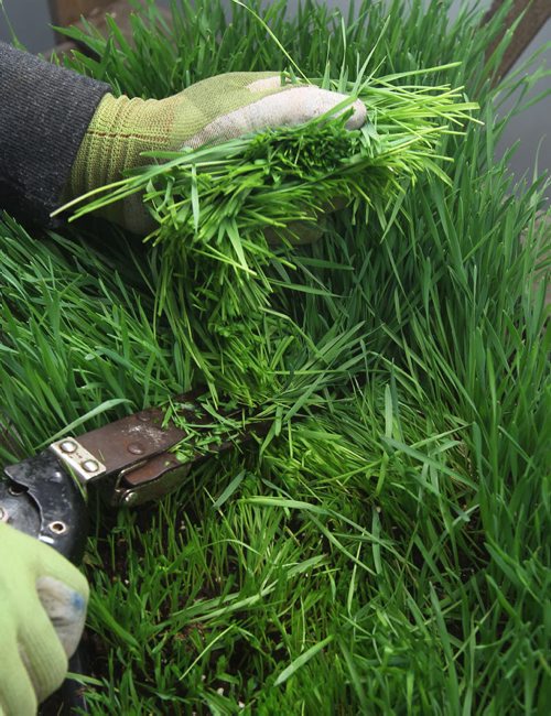 JOE BRYKSA / WINNIPEG FREE PRESS  Constantine Gamvrelis cuts Wheat grass at OraniX XOXO.(See 49.8 story)