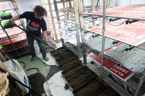 JOE BRYKSA / WINNIPEG FREE PRESS  Constantine Gamvrelis prepares his trays for planting at OraniX XOXO.(See 49.8 story)