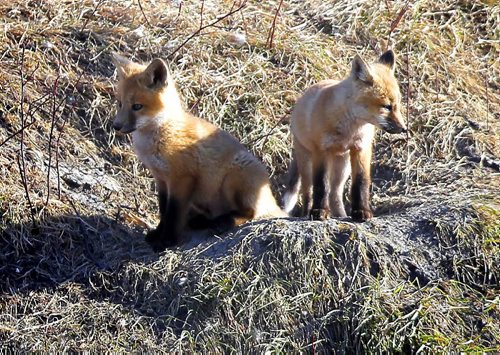 BORIS MINKEVICH / WINNIPEG FREE PRESS Some baby foxes enjoy the warm sun in St. Boniface Thursday. Mother is nearby on watch for danger.  FROM http://www.canadiangeographic.ca/ The red fox is a small dog-like mammal, with a sharp-pointed face and a light body build that allows it to be quick on its feet. The red fox is known for its long bushy tail and lustrous rusty or orangish-red fur. The red fox has a dark muzzle and black ears and paws. Its tail-tip, throat and under parts are generally white. While male and female foxes look similar, the male fox is called a dog and is usually slightly larger than the female vixen.  The red fox has a litter of one to ten pups between March and May every year. The young are born blind and arent able to open their eyes until theyre about two weeks old. After one month, fox pups are weaned off their mothers milk and start eating pre-chewed food. After about seven months, young red foxes are able to hunt on their own and leave their parents in search of their own territory. Some foxes have been known to travel up to 250 km to find a suitable home.  The red fox generally lives on the edges of wooded areas, prairies and farmlands. Foxes only use dens when they are breeding. These dens are usually dug in sand and soil. When building the den, the fox makes sure there is more than one entrance in case of danger. When the red fox is not breeding, it sleeps in the open and keeps warm by wrapping itself with its long bushy tail. Red foxes are nocturnal, but its not unusual for them to be spotted during the day. They also have exceptional sight, smell and hearing abilities which makes them excellent hunters. Unlike other mammals, the red fox is able to hear low-frequency sounds which help them hunt small animals, even when theyre underground!  The red fox preys primarily on small animals such as voles, mice, lemmings, hares and rabbits. They also like the taste of chicken and have been called chicken thieves by many farmers. The red fox doesnt just eat meat, though. It also likes to eat plants, fruits and berries. Even when the red fox is not hungry, it will keep hunting and gathering food to store for its next meal. April 27, 2016