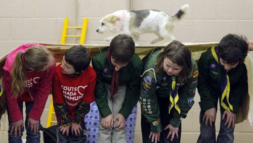 BORIS MINKEVICH / WINNIPEG FREE PRESS LOCAL STDUP - Twisty the rescue dog walks over the backs of some Scouts attending the event. There was a dog show put on by Hulls Haven Border Collie Rescue.  From press release:  Winnipeg Scouts Pamper Rescue Dogs, Creating Food Dispensing Games, Handmade Beds and Treats During Good Turn Week, April 22  May 1. Scouts Canada is challenging all Canadians to join them in performing a Good Turn as part of a national movement to spread goodwill during Good Turn Week, April 22  May 1, 2016. A Good Turn doesnt have to be a grand gesture; it can be as simple as helping a neighbour unload their groceries or helping someone who is short of change at the store checkout. Scouts from across Winnipeg are collecting donations of towels, blankets, toys, dog food and other pet supplies for Hulls Haven Border Collie Rescue. The Scouts are also building fun food dispersing games, making handmade dog beds and creating homemade treats for the rescue dogs awaiting new homes.  Photo taken at Transcona Scout Hall. April 28, 2016