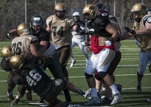 DAVID LIPNOWSKI / WINNIPEG FREE PRESS  Scrimmage action during the University of Manitoba Bisons 2016 spring camp Sunday May 1, 2016 at the University of Manitoba Turf Fields.