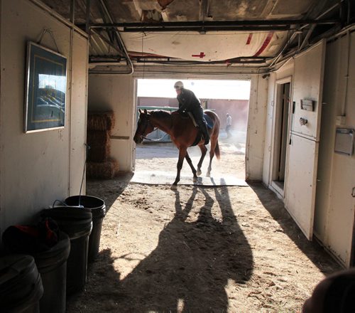 PHIL HOSSACK / WINNIPEG FREE PRESS An 'Exercise Rider" ducks under a door's beam as he returns a mount to the barns Monday after a morning workout at Assiniboia Downs Monday. May 2, 2016