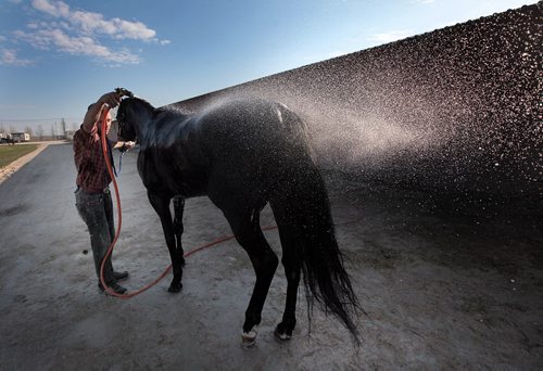 PHIL HOSSACK / WINNIPEG FREE PRESS Groom, Dave Trudeau directs a morning shower off the back of "Play Book" one of the thoroughbred's prepping for Sunday's Opening Day at Assiniboia Downs. Monday after a morning workout at Assinaboine Downs Monday. May 2, 2016
