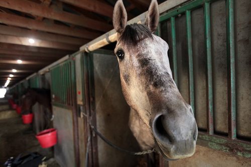 PHIL HOSSACK / WINNIPEG FREE PRESS Tahtib peers out inquisitively at visitors from his stall at Assiniboia Downs Monday. The track's Opening Day first day's Post Time is Sunday at 730 pm. May 2, 2016