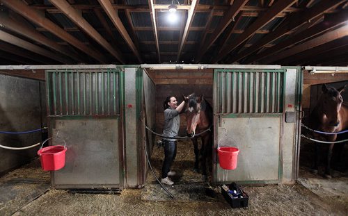 PHIL HOSSACK / WINNIPEG FREE PRESS Shelby Joss grooms "Proven True" for trainer Don Schnell at Assiniboia Downs Monday. The track's Opening Day first day's Post Time is Sunday at 730 pm. May 2, 2016