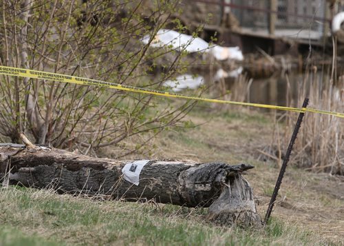 JASON HALSTEAD / WINNIPEG FREE PRESS  A poster for missing person Catherine Curtis remained on a log as police and Medical Examiners staff work on the bank of Sturgeon Creek near the intersection of Booth Drive and Portage Avenue where a body was found in the afternoon of May 4, 2016.