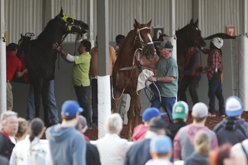 JOHN WOODS / WINNIPEG FREE PRESS Race fans inspect the competitors in the paddock before a race on opening day at Assiniboia Downs  Sunday, May 8, 2016.