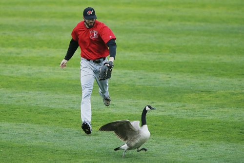 JOHN WOODS / WINNIPEG FREE PRESS Fargo Moorehead Redhawks' Brian Humphries (18) chases a Canada goose after making the catch against the Winnipeg Goldeyes  in Winnipeg Tuesday, May 10, 2016.