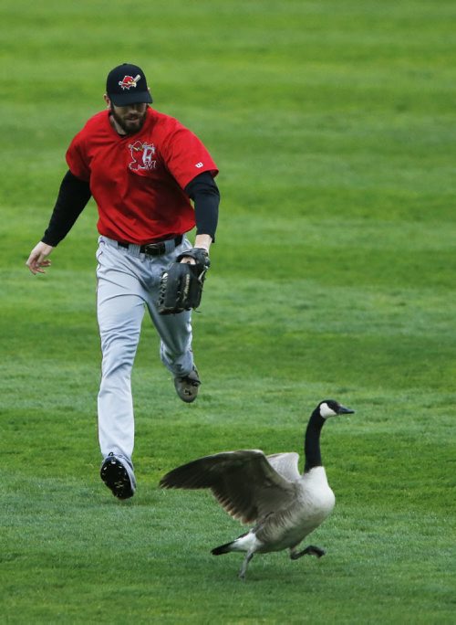 JOHN WOODS / WINNIPEG FREE PRESS Fargo Moorehead Redhawks' Brian Humphries (18) chases a Canada goose after making the catch against the Winnipeg Goldeyes  in Winnipeg Tuesday, May 10, 2016.