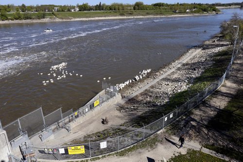 WAYNE GLOWACKI / WINNIPEG FREE PRESS    American White Pelicans along the east side of the Red River in their protected Special Conservation Area north of the St. Andrews Lock and Dam Tuesday.  Ashley Prest story May 17  2016