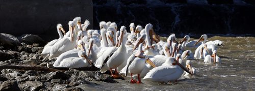WAYNE GLOWACKI / WINNIPEG FREE PRESS    American White Pelicans along the east shore of the Red River in their protected Special Conservation Area north of the St. Andrews Lock and Dam Tuesday.  Ashley Prest story May 17  2016