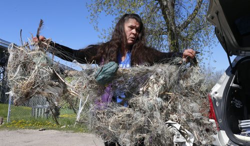 WAYNE GLOWACKI / WINNIPEG FREE PRESS    Cindy Kovach with discarded fishing line and hooks she has found on the shore along the east side of the Red River north of the St. Andrews Lock and Dam  this spring.This is the contents of one of the four large bags collected out of concern for the safety of the birds.  Ashley Prest story May 17  2016