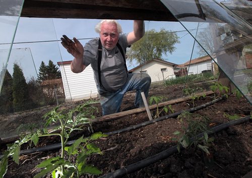PHIL HOSSACK / WINNIPEG FREE PRESS - Willi Jantz, shows off some of the tomatoes he grows 12 months of the year, these are some he just transplanted from his home built heated starters.. For a 49/8 feature on East and West St. Paul. Jantz moved here in 1971 when the smell from the oil refinery was so bad you could buy a house on an acre of land for $1,500, as he did. The refinery closed in few years later, and values shot up. Just the empty lots in town now sell for $250,000. Sill Redekopp's feature. May 18, 2016