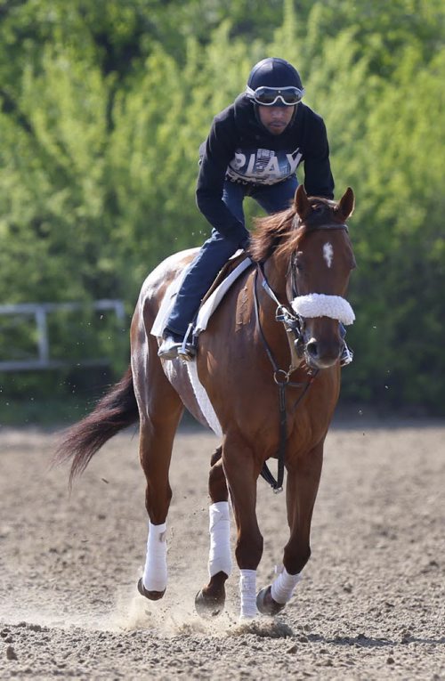 WAYNE GLOWACKI / WINNIPEG FREE PRESS   Sports.  Leading ASD rider Antonio Whitehall works out Shiloh's Phil on the track at the Assiniboia Downs Thursday.  George Williams story May 19  2016