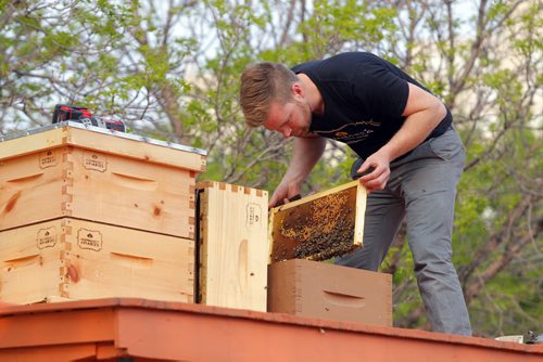 BORIS MINKEVICH / WINNIPEG FREE PRESS Buzzing with Excitement at The Forks  Over Launch of Urban Bee Project. Chris Kirouac  on the train car that the bee hives are mounted on. In partnership with BeeProject Apiaries, two honey beehives will be installed on top of the Caboose at The Forks. May 20, 2016.